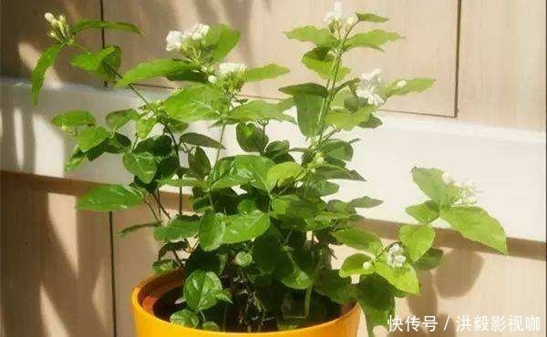 茉莉花|茉莉修剪专挑出头枝,抓住机会,一个月后还能有花赏!