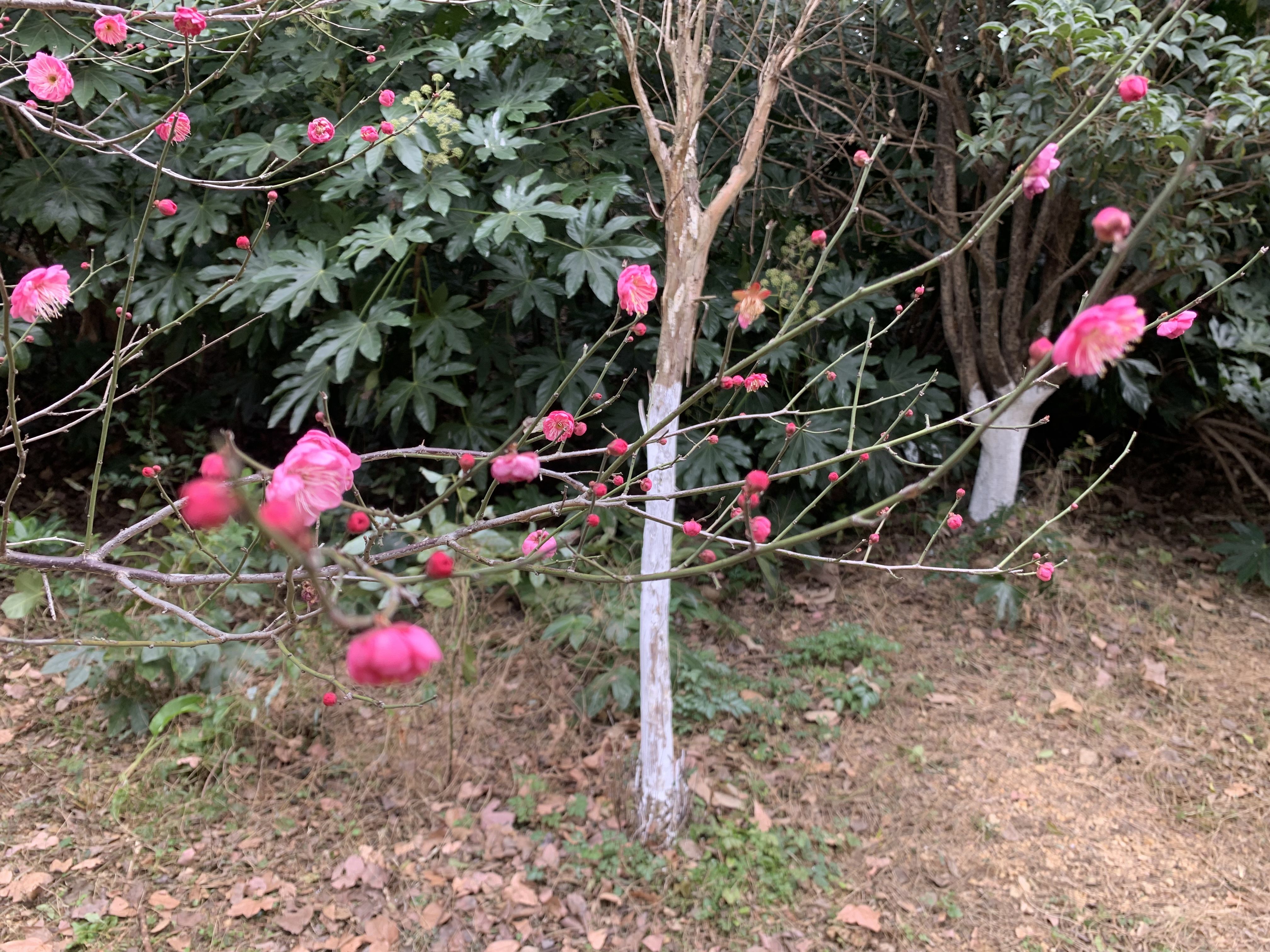 红梅|香！余姚的梅花上线了！