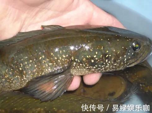入侵长江的新物种?专门吃小鱼小虾?它是土生土长的原生鱼