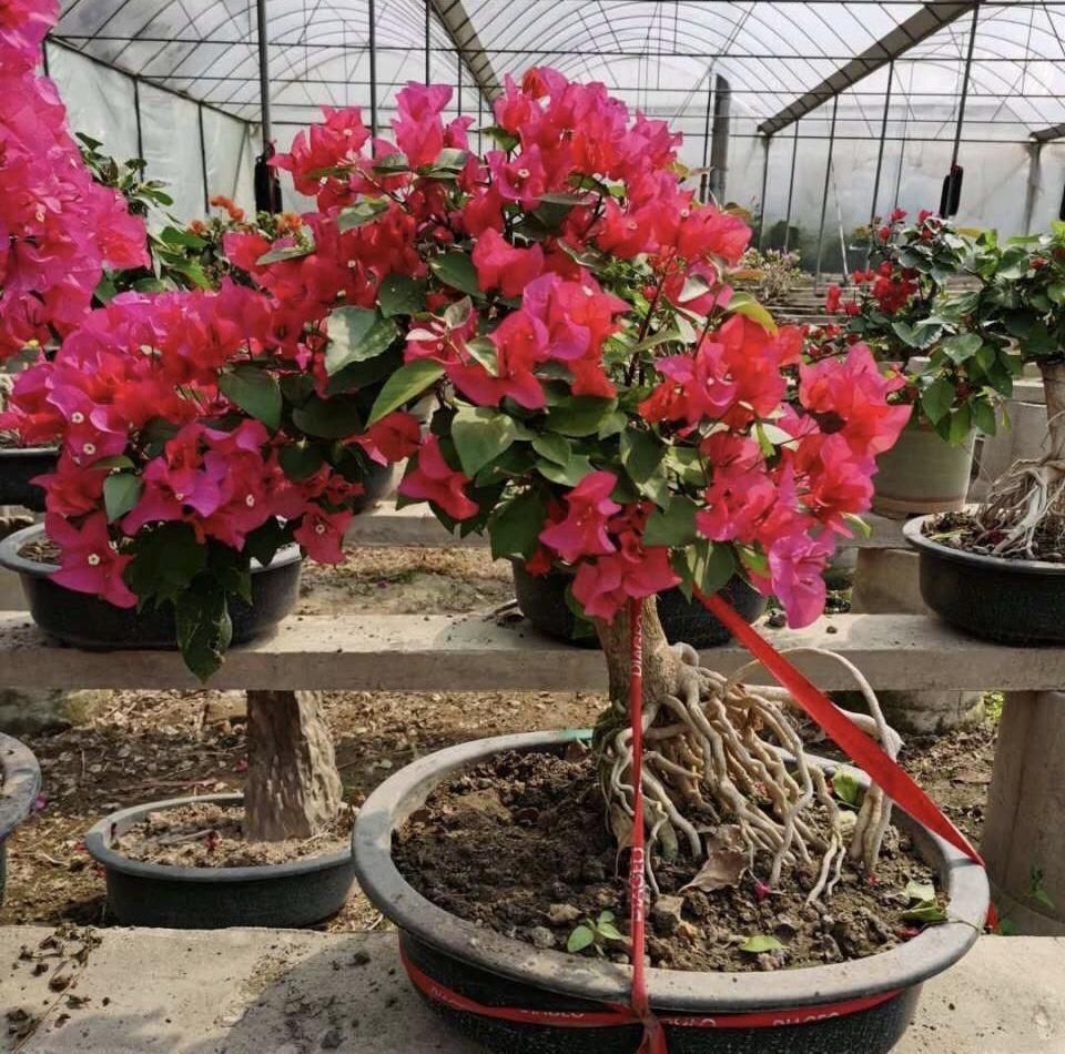 养了10年的三角梅,一年“修剪”5、6次,变成“老桩”盆景