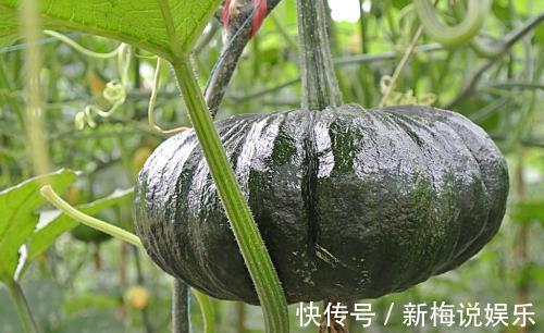 食物|吃南瓜好处多多,但南瓜不能和两种食物同食,告诉身边的人