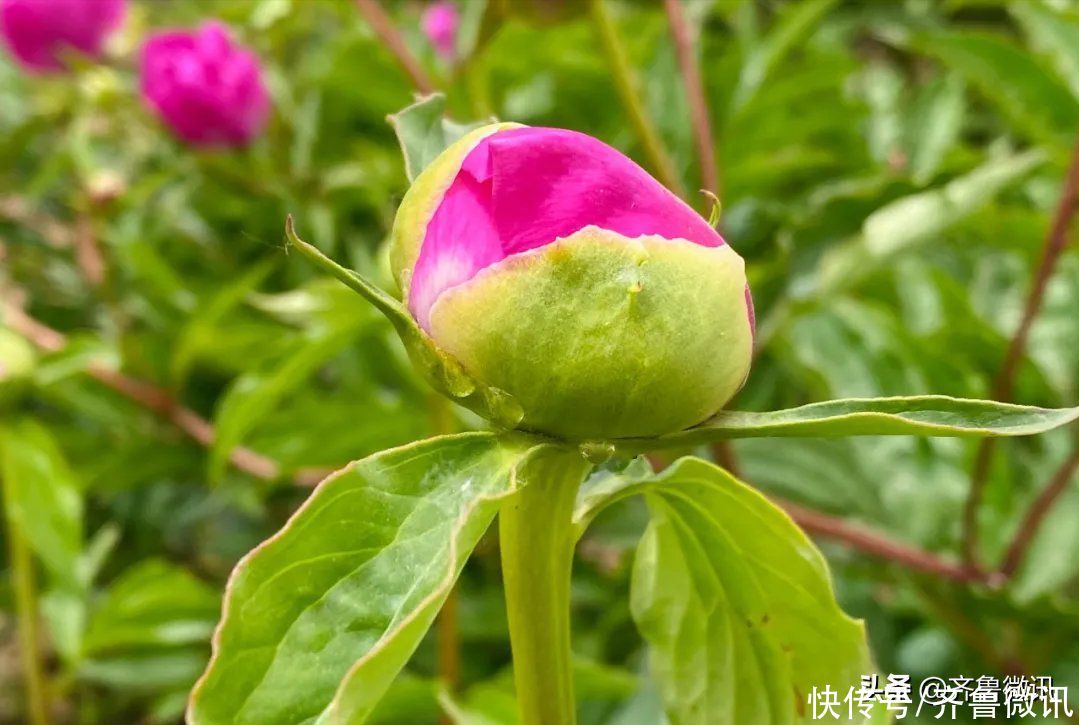 芍药|六月至，“花相”芍药笑迎宾