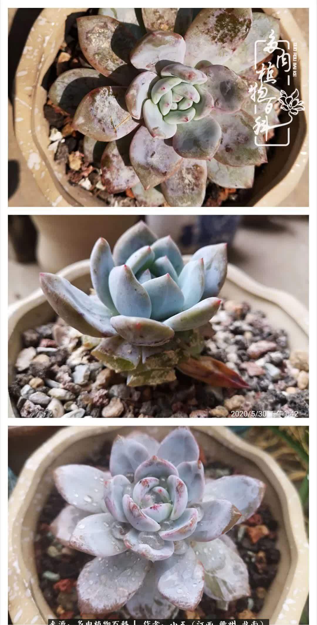 懵懵懂懂入肉坑，跌跌撞撞养多肉