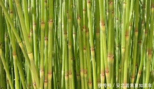 长的很像竹子，但却比竹子瘦小的多，是农村娃用来夹眼毛的工具