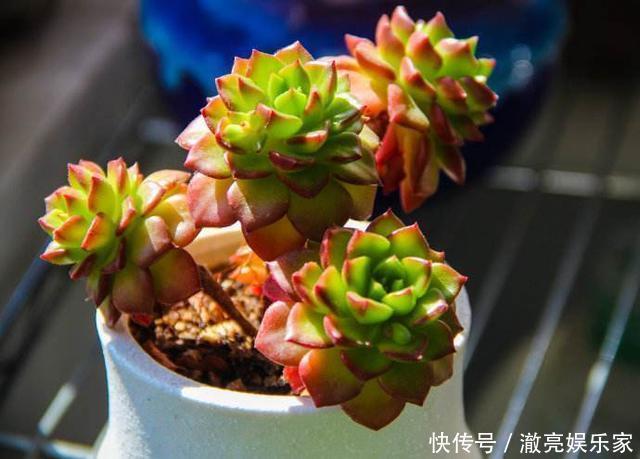 浇水|多肉不能随便养,挑这3个品种,三五年成老桩,价值涨了不少