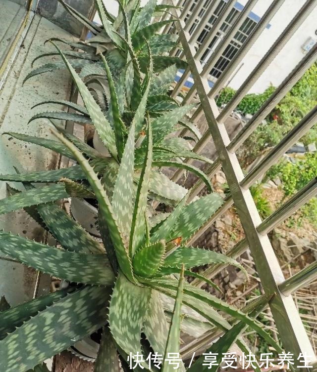 8种镇宅花,窗户边养一棵,霸气又镇宅!