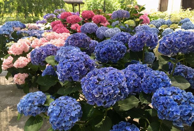 月季花|家里有庭院的,适合养这四种花,开花大又好看