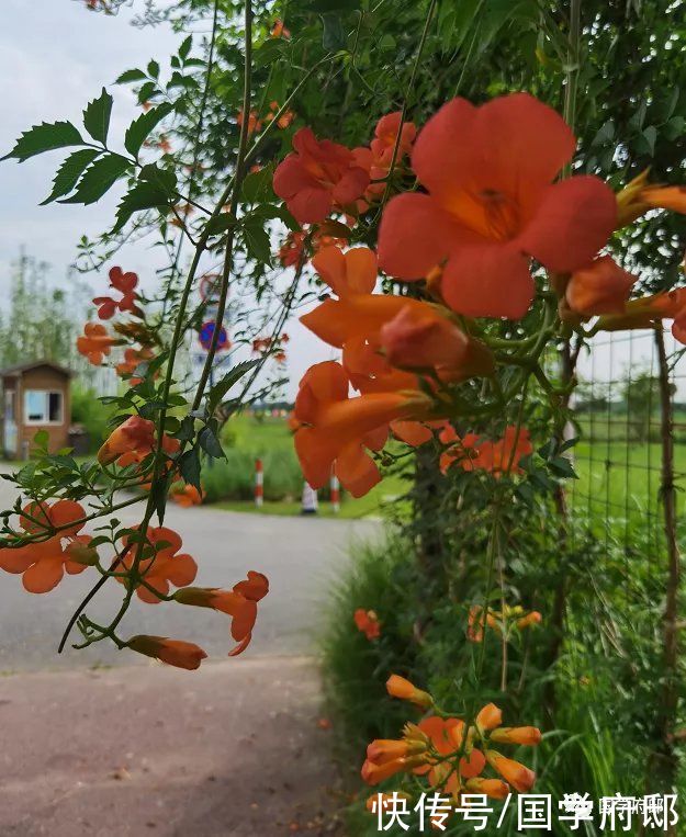 玉楼春|夏天，邂逅辛弃疾笔下唯美的夏日诗词