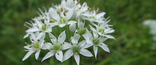  食物|女性担心老太快，常吃3种食物，补血养气，延缓衰老，显年轻！