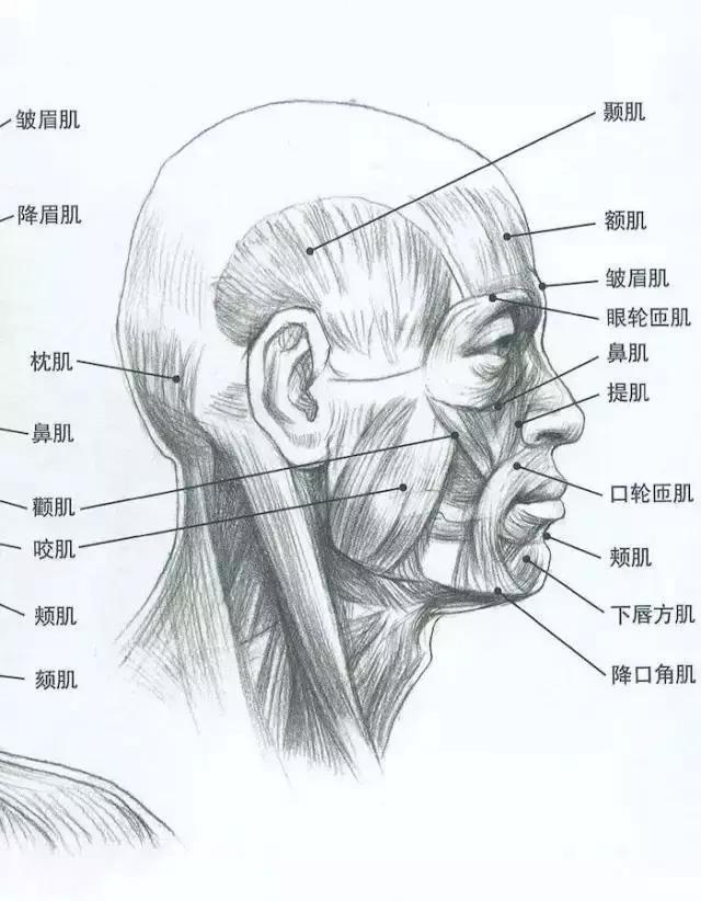 常理性&画不好素描头像?那你需要好好看下这篇文章
