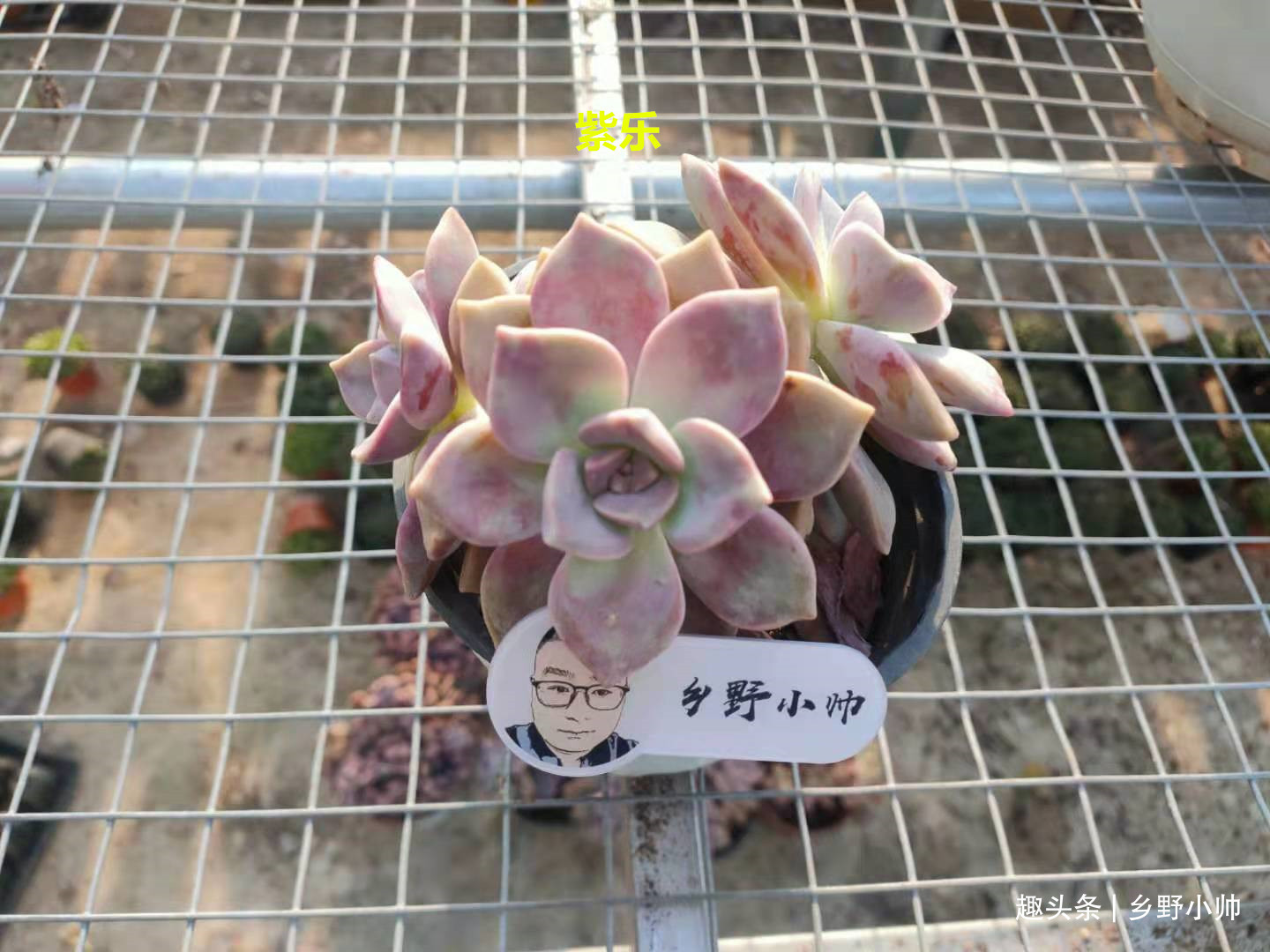 新根|多肉迟迟不长新根，有以下4个原因造成，看完长知识了
