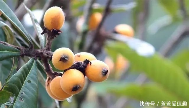 庭院种什么树最吉利,还好看?