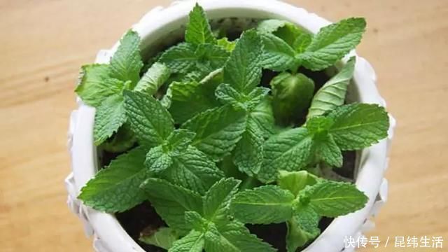 养花|养花爱好者看过来这15种花现在“扦插”,生根快,一个周就长芽