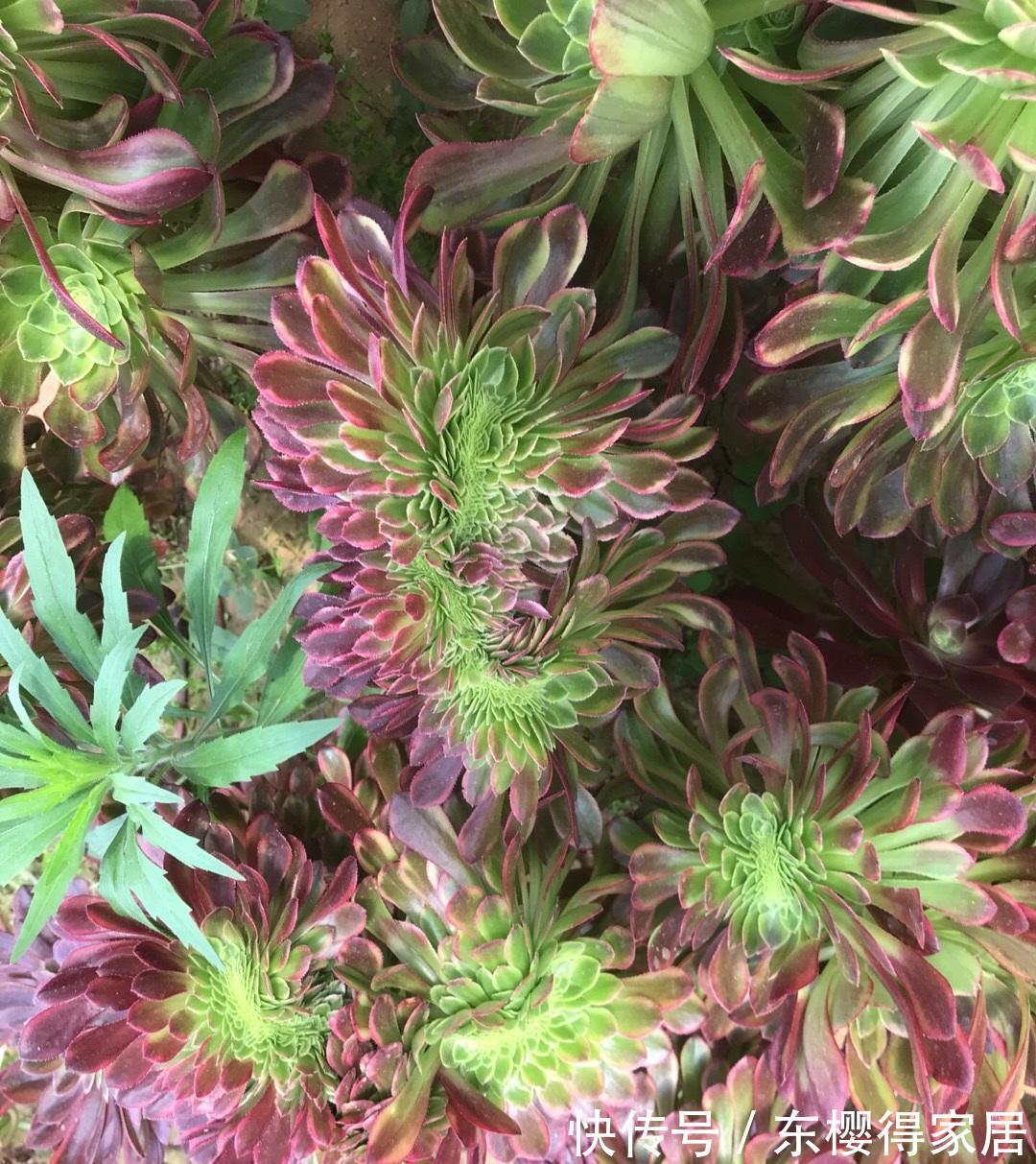 滞销|多肉市场严重滞销,毁在二手商贩手里,中间商确实可恨!