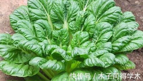 乌塌菜|女性不想变黄脸婆,需坚持吃3种食物,淡化皱纹,延缓衰老!