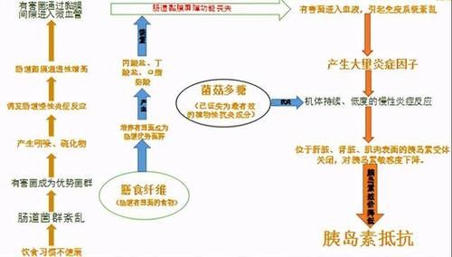  2型糖尿病|38岁糖尿病肠道菌群重建案例：停二甲双胍与中药，血糖从8到5