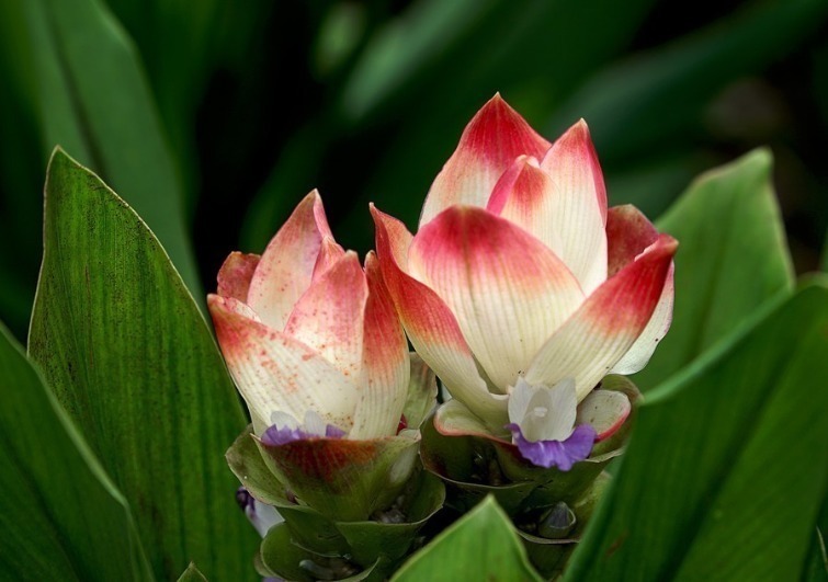 姜荷花|此花花色端庄典雅,被称为“热带郁金香”,象征着信赖和高洁