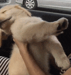 |搞笑GIF趣图:劈叉我见多了,但是这样的真没见过