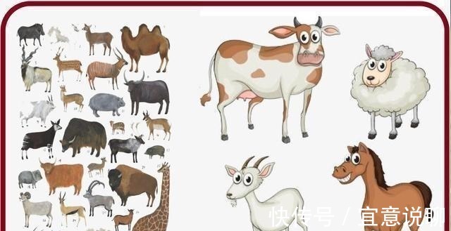 食草动物|牛只吃草,为啥长出一身肌肉,其中蛋白质从哪里得来?