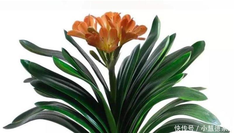 养君子兰要先养好根,三种东西养根又护根,多年经验积累