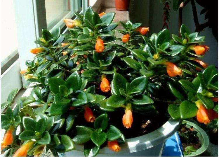 枝头挂满“小金鱼”,颜值高寓意又好,这种小盆栽太值得养了