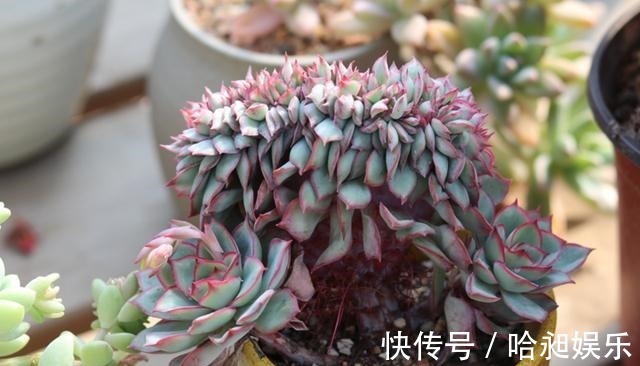 多肉|想把“多肉”养爆盆，学会4个“小技巧”，养出状态，轻松变老桩