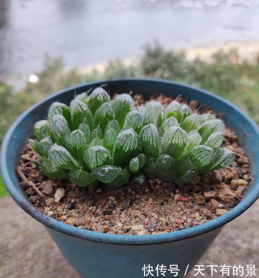 玉露|这“三多肉”怕日晒，放在封闭房间，叶片肥美不徒长，依旧长得旺