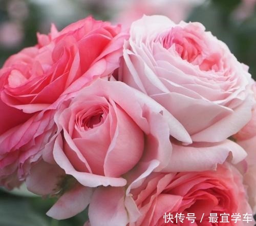 25款庭院月季推荐。助你打造五彩缤纷的庭院,丰花好养还能盆栽