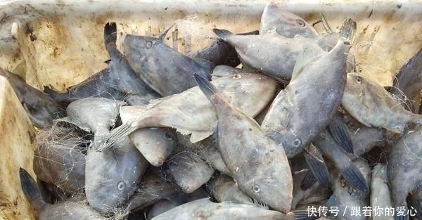 老鼠|这种“老鼠鱼”,全身只有一根主刺,肉质鲜嫩,如今卖20元一斤