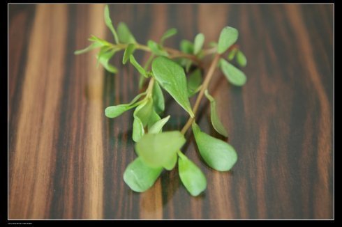 野菜|一种野菜是长命菜,让女性的皮肤重返活力,市场上卖的比猪肉都贵