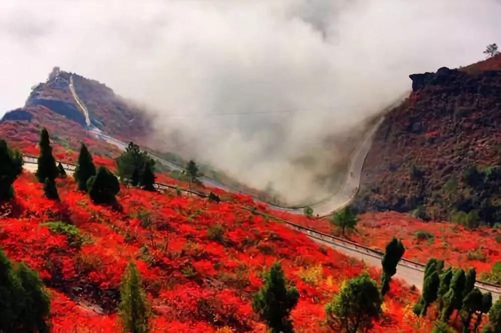  摄影王忠虎|红叶红遍山，巫山等你来！