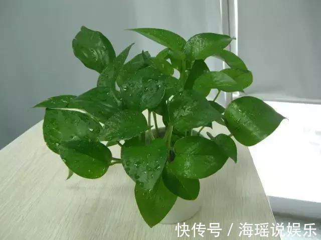 爆盆|都说绿萝好养,我家的总是长不好,绿萝这样养,一个月就爆盆!
