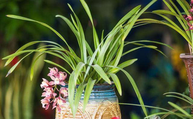 业余|养兰花需要知识,经验,实践,试着享受这个过程,养出好兰花