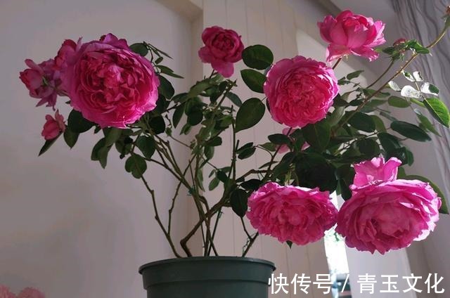 月季花|喜欢养菊花，就养盆“名贵菊花”，花开“紫凤牡丹”，如凤凰飞舞