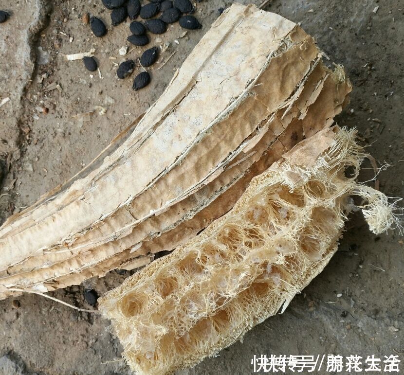 果皮|扔掉家里这些垃圾,就是扔钱,拿来养花特好用