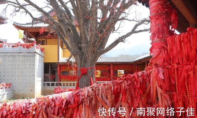 胶东|烟台福山峆垆寺的银杏树有没有千年 寻找胶东古树第8集