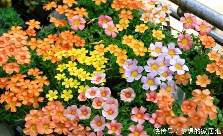 几种超可爱的花卉,花型圆滚花开不断,惹人喜爱