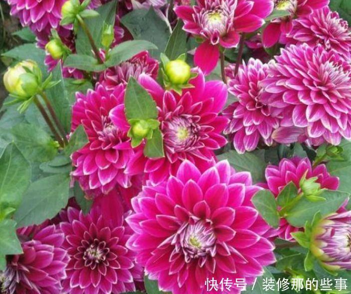 4种花,不仅名字超好听,花更漂亮,给点水就长得好,开花不断!