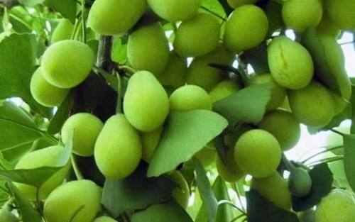  女性|女性养生常吃三种食物，延缓衰老，排毒养颜，好处多多