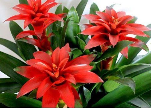 养花就养艳丽的，花开娇丽轻盈，花色多又艳，内敛美