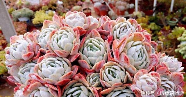 溢出|多肉快速爆盆法,3个技巧,简单有效,一年肉肉溢出盆