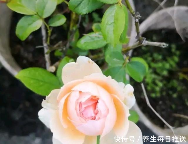 教你自制“氮磷钾肥”,月季开花少,给它用一用,猛开花!