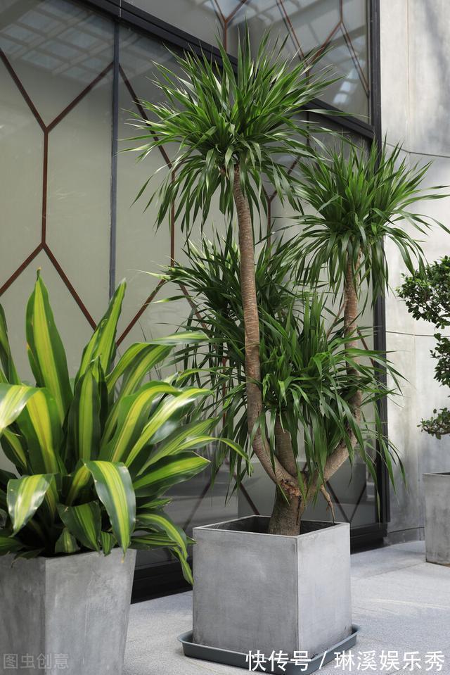 透气性|龙血树,植物中的“万岁爷”,很多人当普通绿植养,其实很珍贵