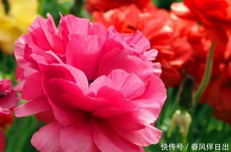 美观|正月二十八，家里养上4种花，全年开花不断，花开美观又大气