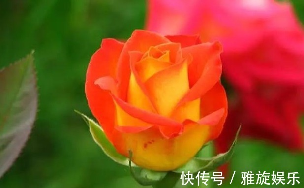 喜欢菊花,不如养盆“精品玫瑰”金辉,红边橙色,似少女裙沿镶边