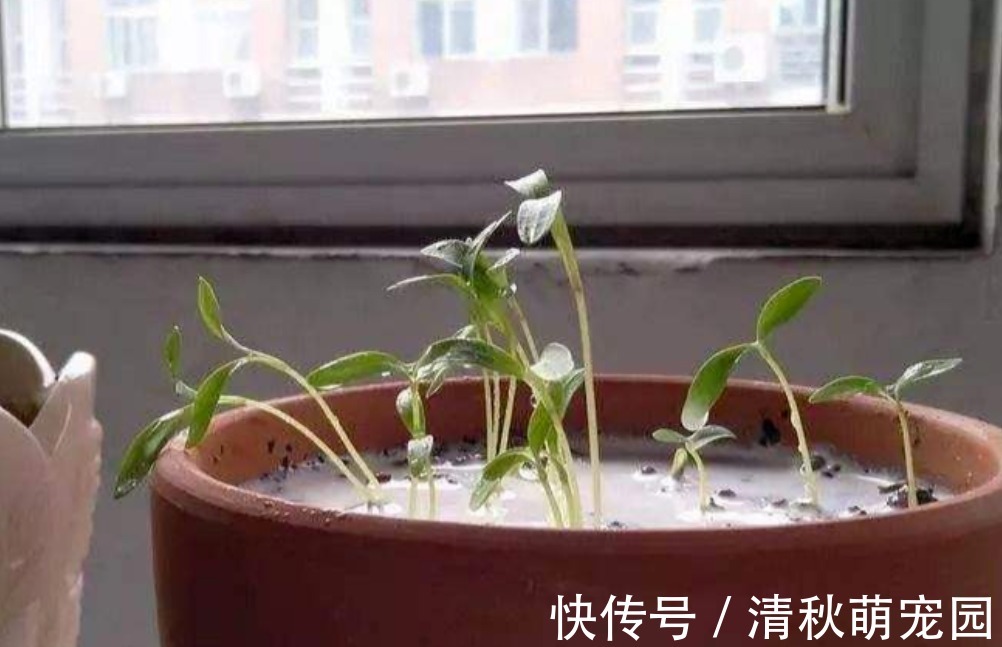 雨水|浇花用什么水好?自来水、雨水、生活废水,哪个更合适?