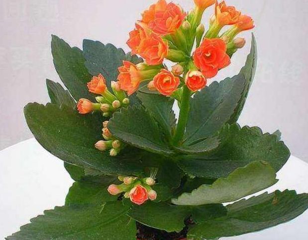 长寿花|爷爷养的长寿花，30天1盆变成30盆，阳台都摆不下了