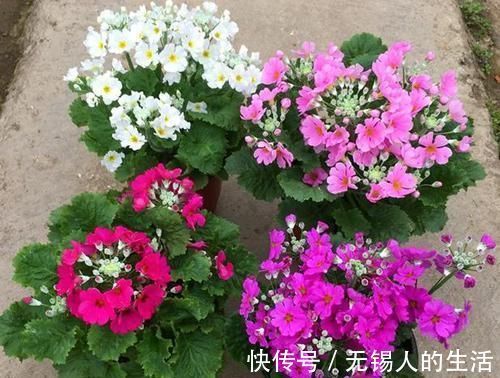 到了冬季就盆栽这7样花卉，耐寒能力强，开花美丽又喜庆
