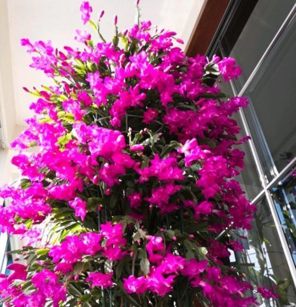 蟹爪兰最爱“垃圾”，收集起来埋土里，叶片更绿，一盆开花几十朵