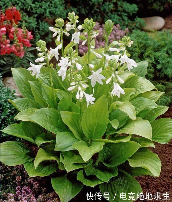 13种“漂亮花”,零下20度也冻不死它,大雪天依旧能开,又香又艳